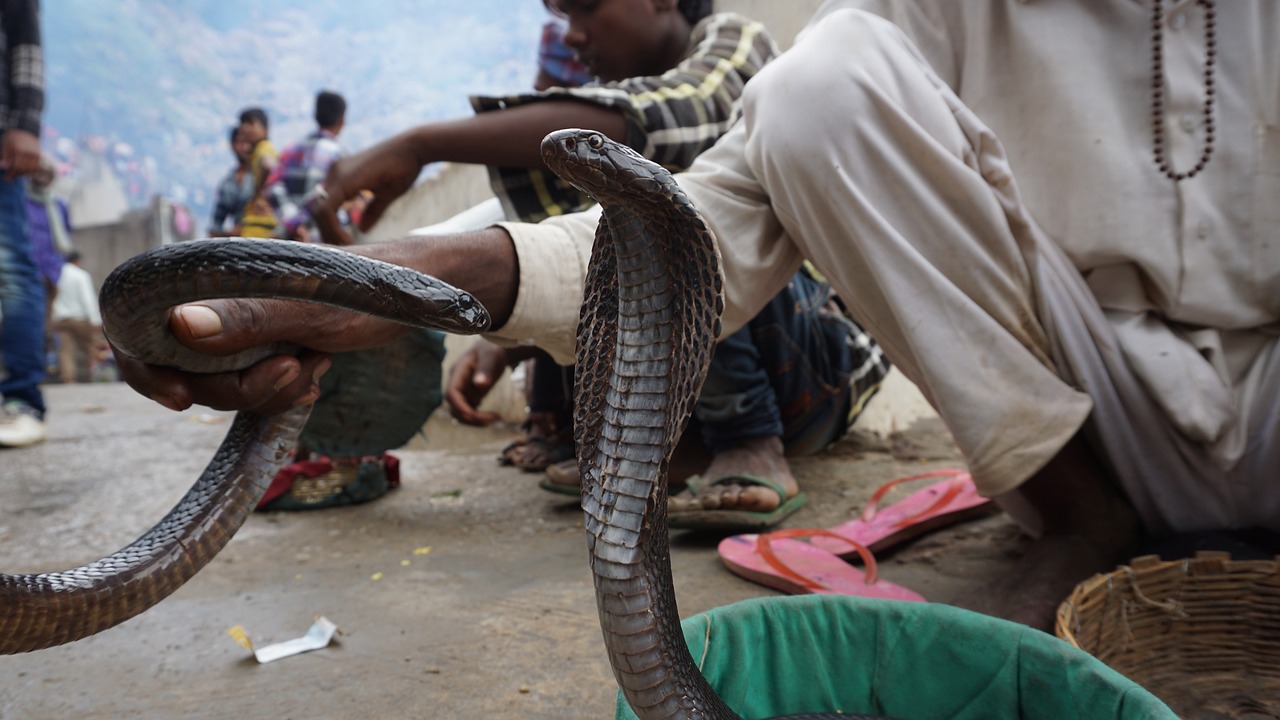 Balochistan:Dangerous snakes 2023